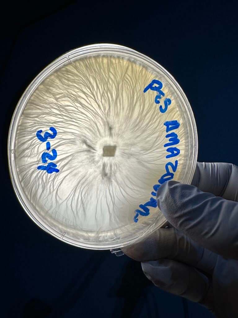 Agar Plates by Veiled Mycology - Landrace Varieties