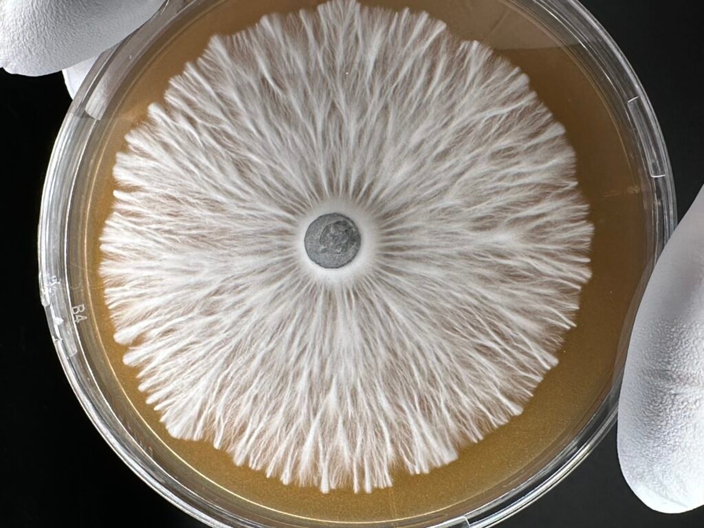 Agar Plates by Veiled Mycology - Hybrid Varieties